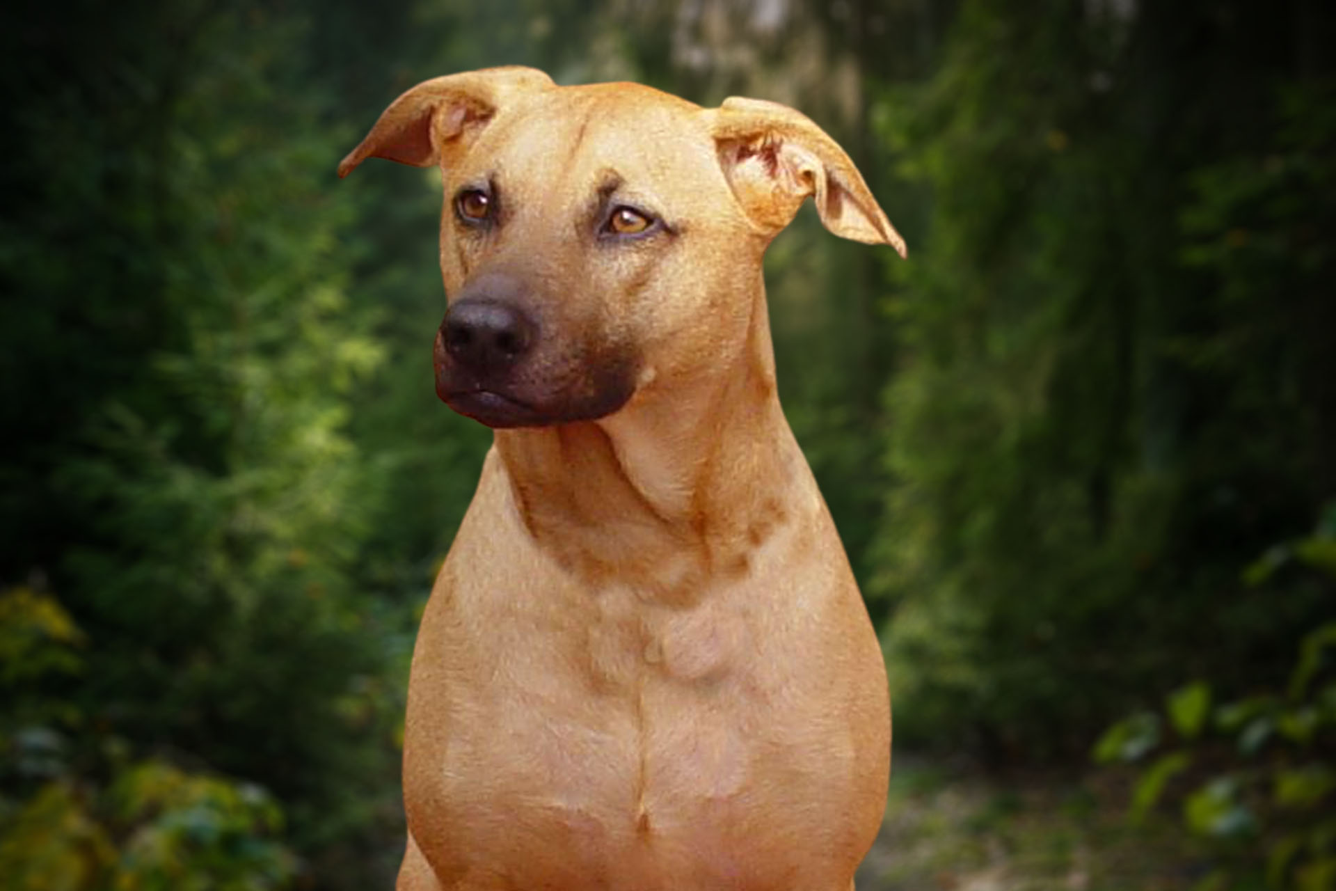 Combai_dog