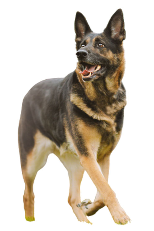 Ger