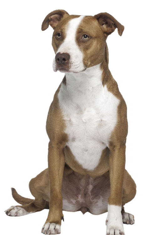 Pitbull