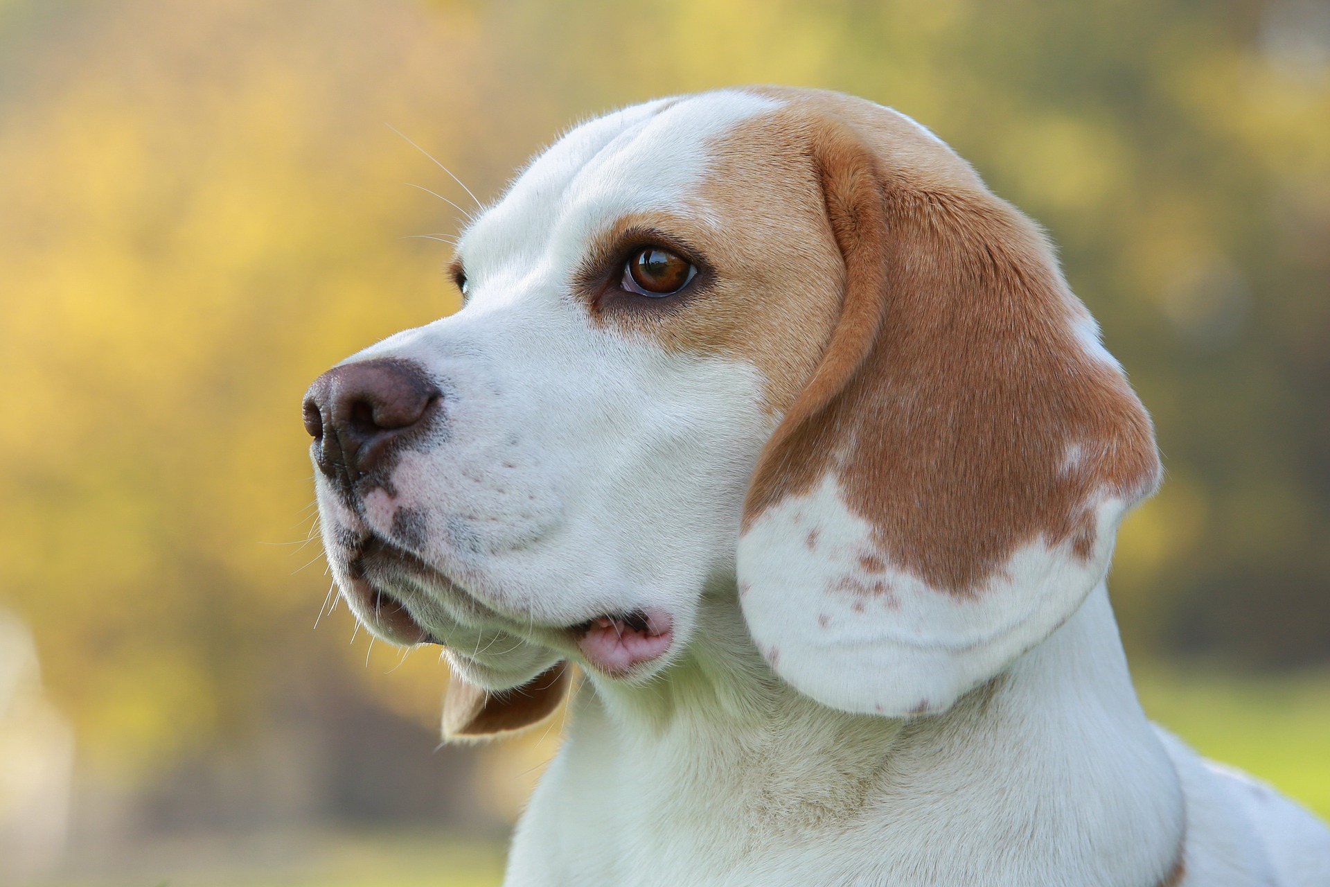 beagle-4168818_1920