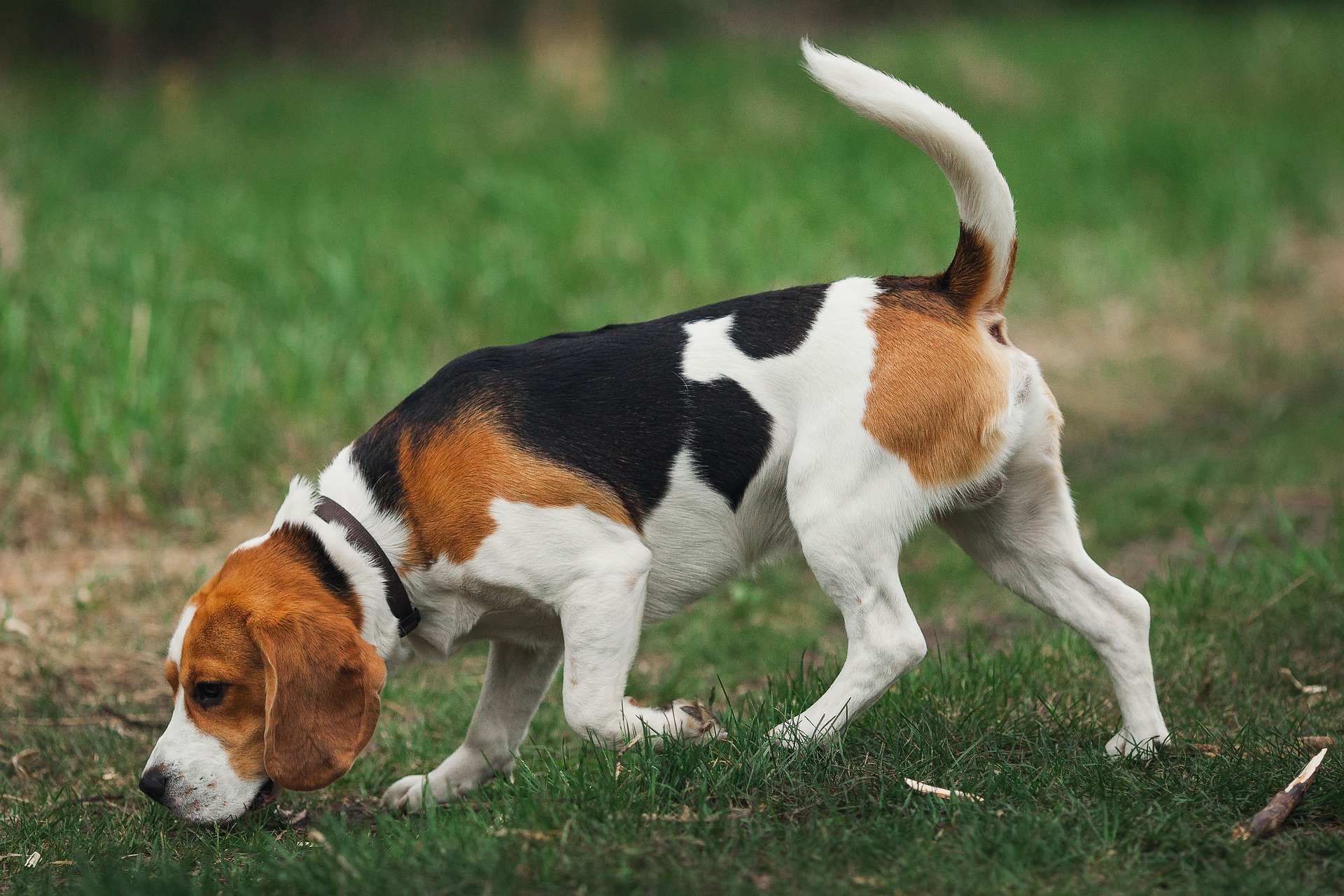 beagle-4440889_1920