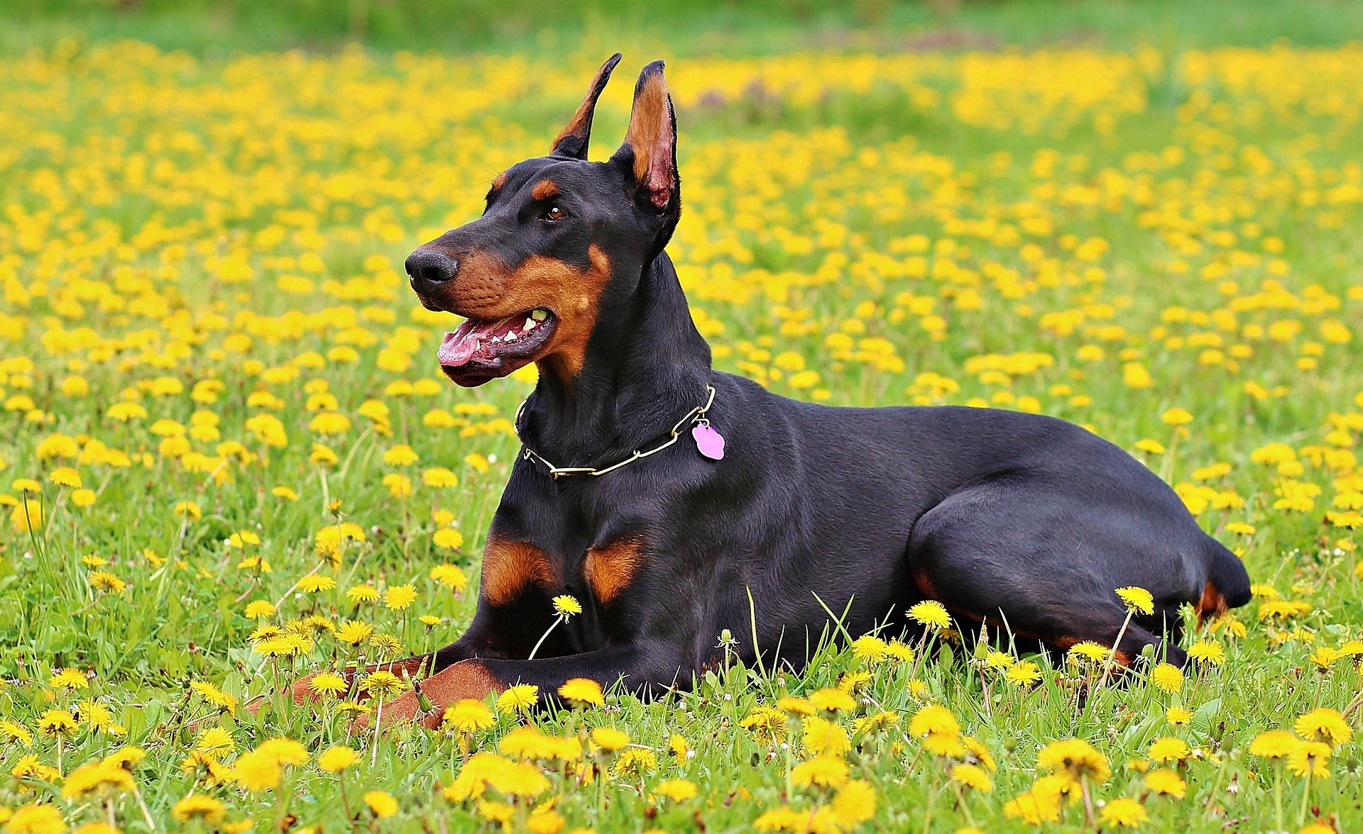 doberman-g758f116d4_1920