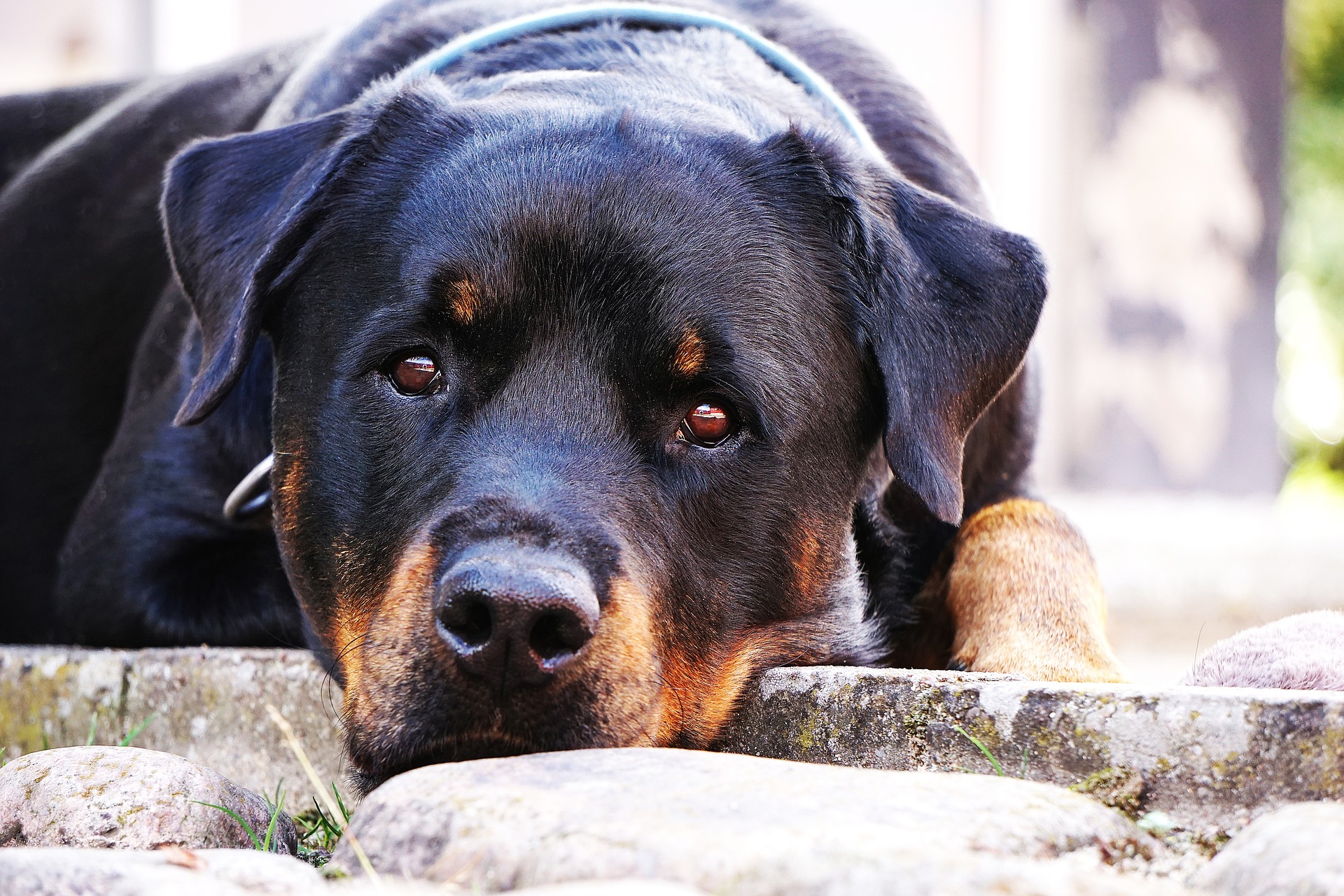 dog-1576497_1920