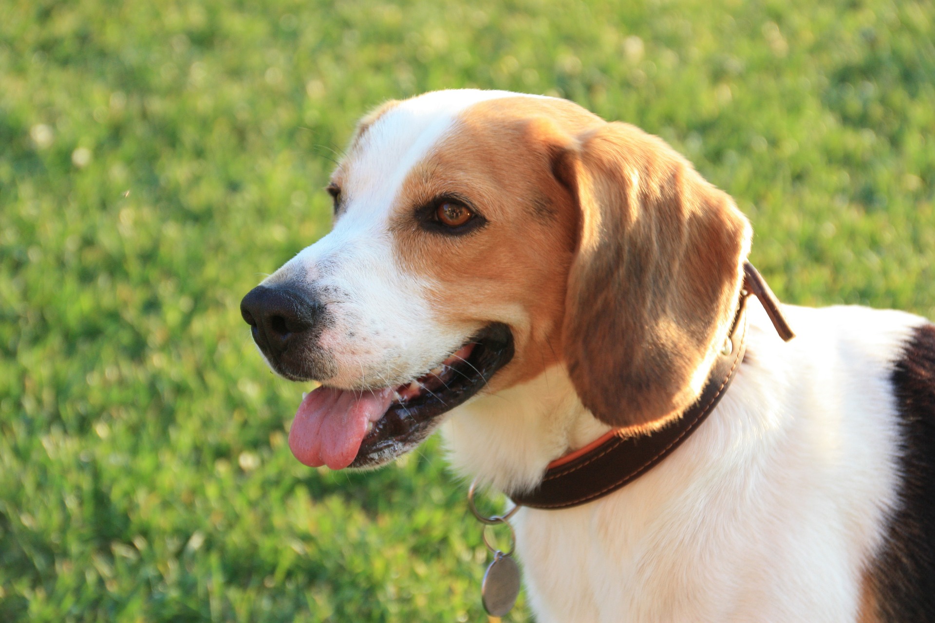 dog-395569_1920