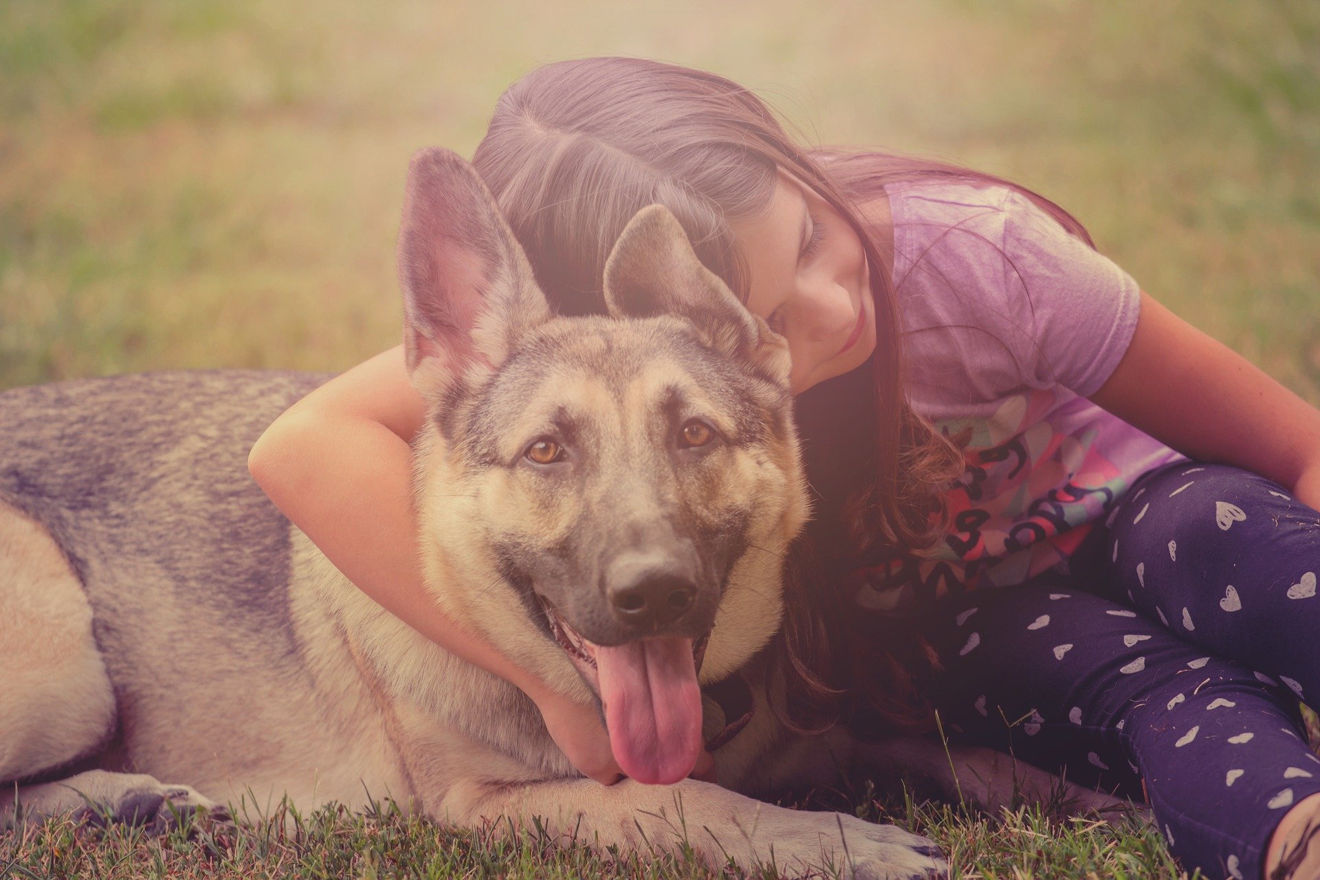 dog-3963308_1920