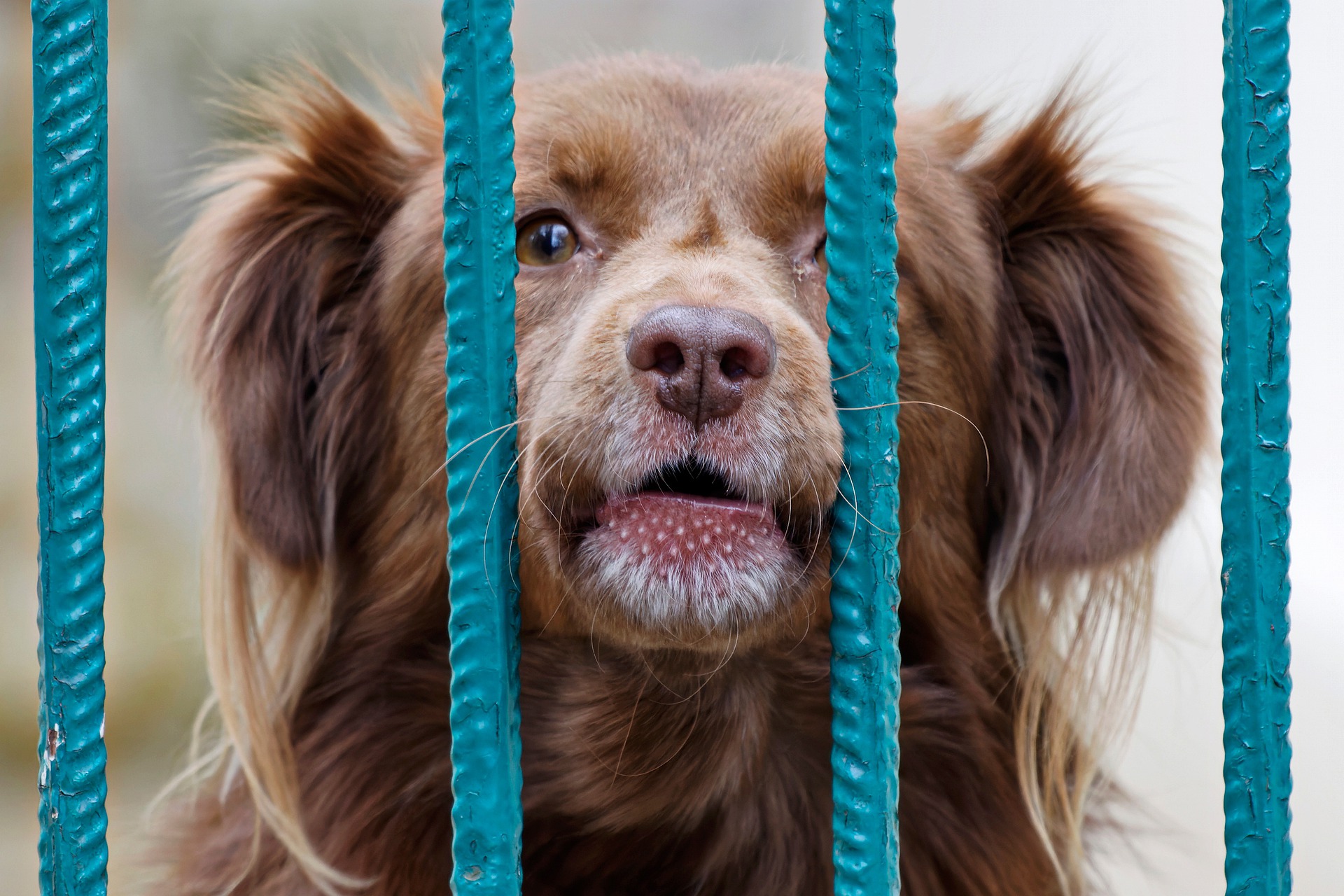 dog-6392277_1920