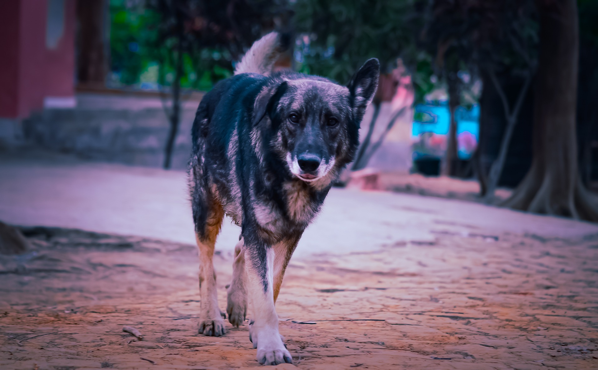 german-shepherd-5248029_1920