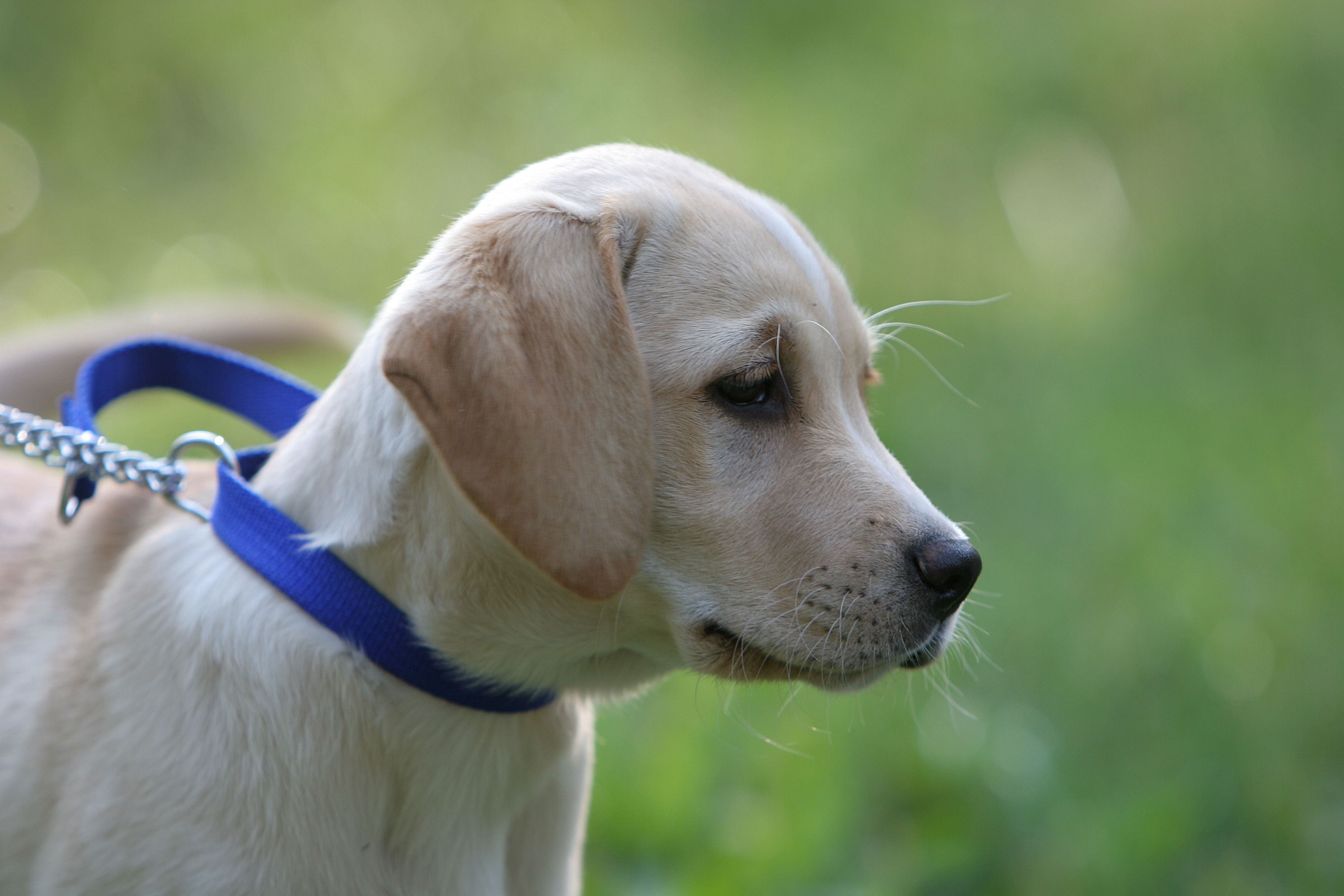 labrador-puppy-2-1395783