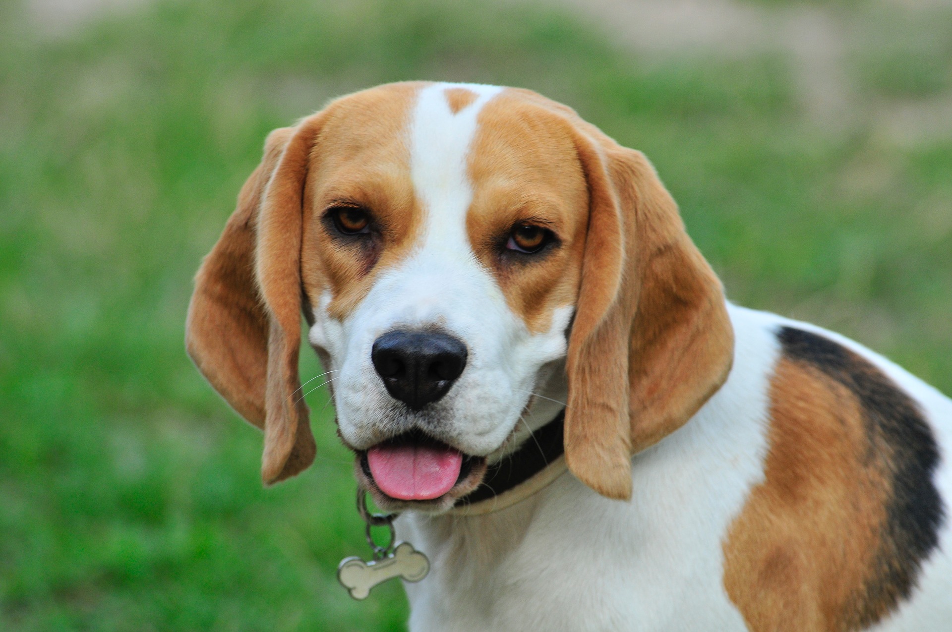 pet-3635985_1920