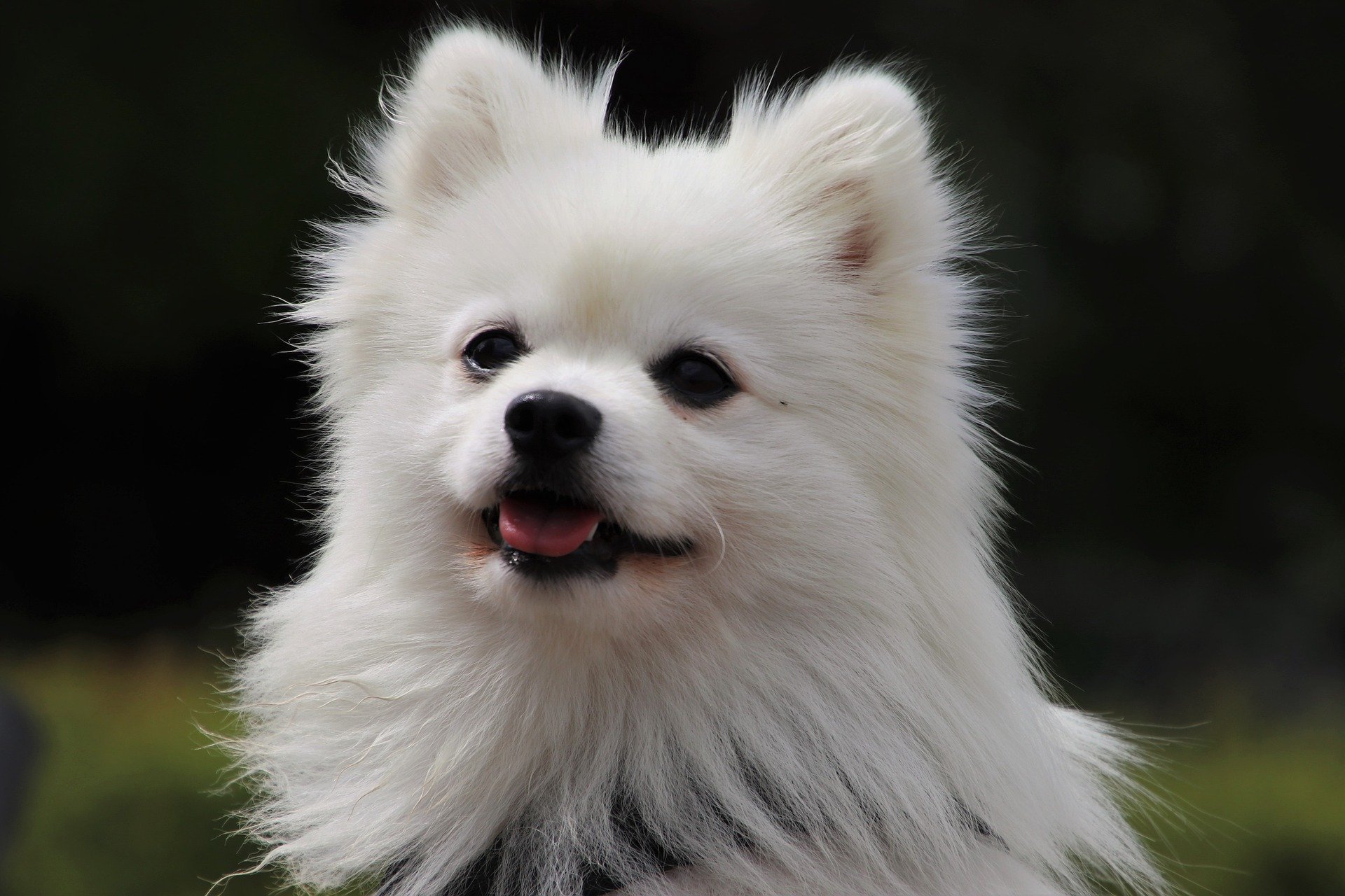 pet-g89932fb99_1920