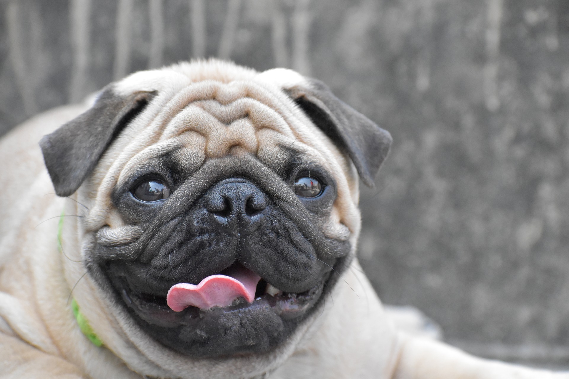 pug-g81096f3f1_1920