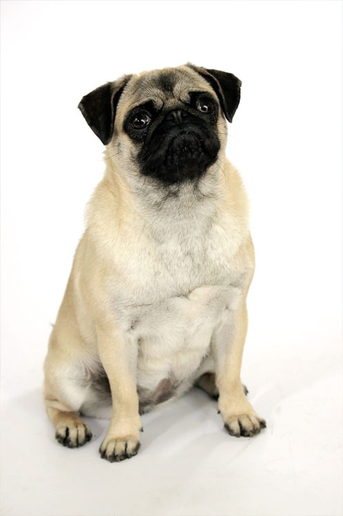 pug