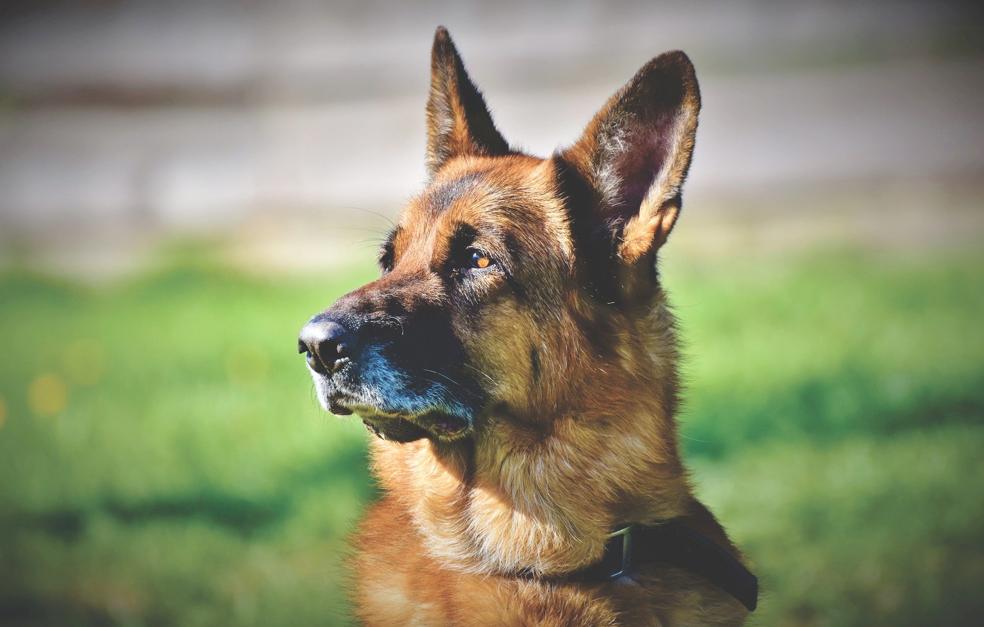 shepherd-dog-g241da5a9b_1920