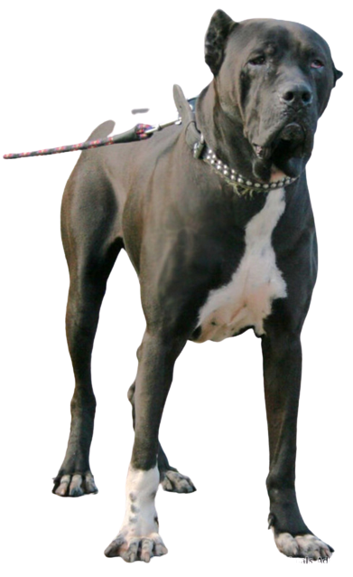 Bully-Kutta-2-removebg-preview