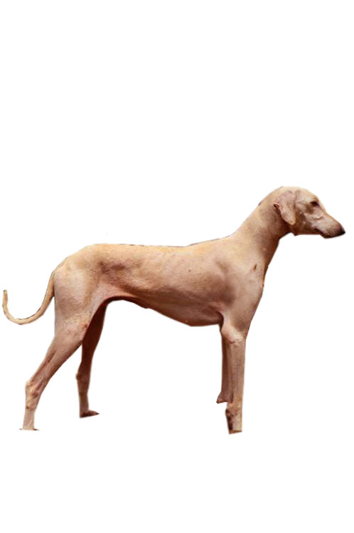 Chippiparai