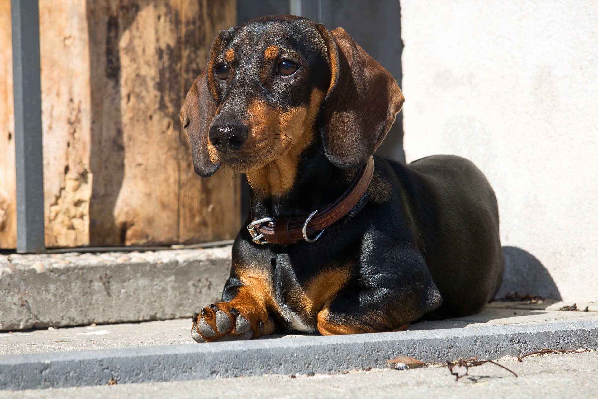 Dachshund v Dachshund v