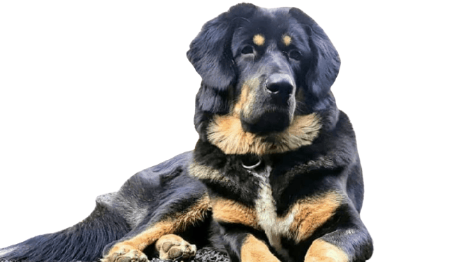 Gaddi_Kutta-removebg-preview