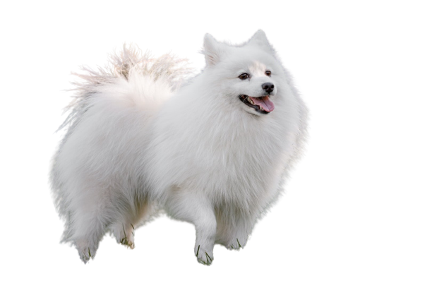 Japanese-spitz-in-grass_Alexander-Seluyanov-Sdhutterstock-removebg-preview