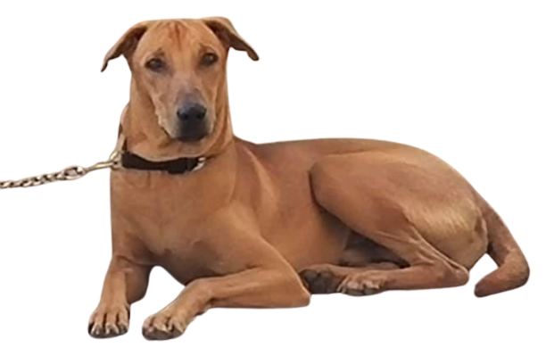 Kombai-Dog-Hunting-removebg-preview