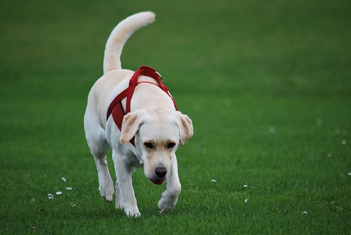 animal-1766150__480