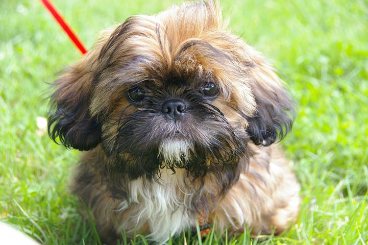 animal-portrait-2499092__480