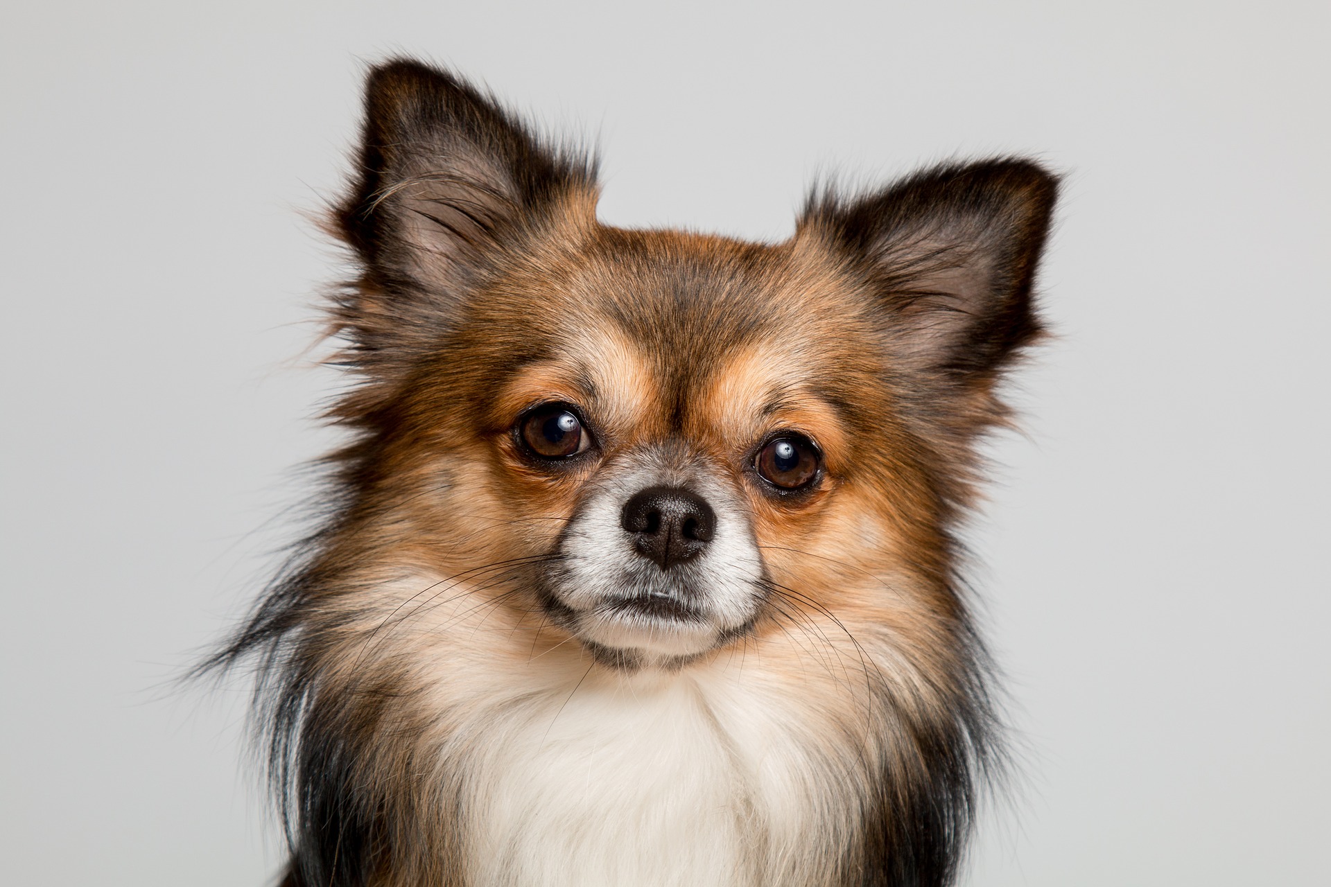 chihuahua-2900362_1920