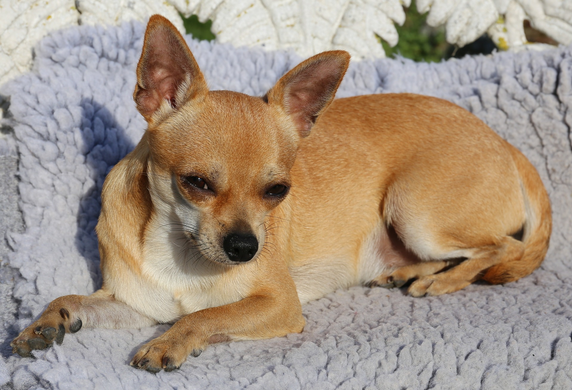 chihuahua-436528_1920