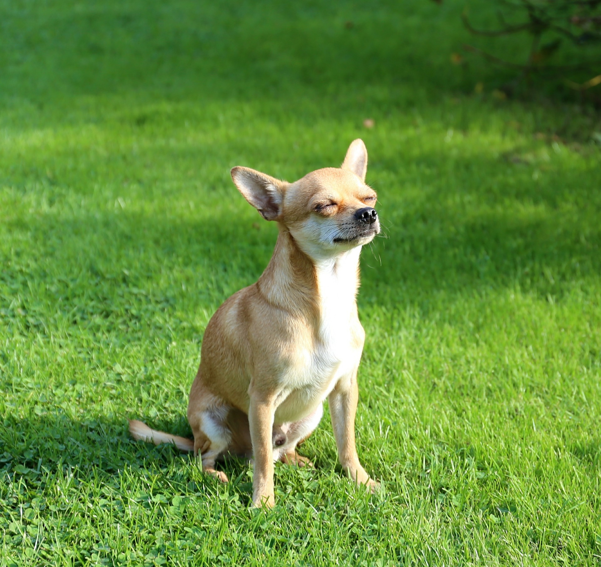 chihuahua-466236_1920
