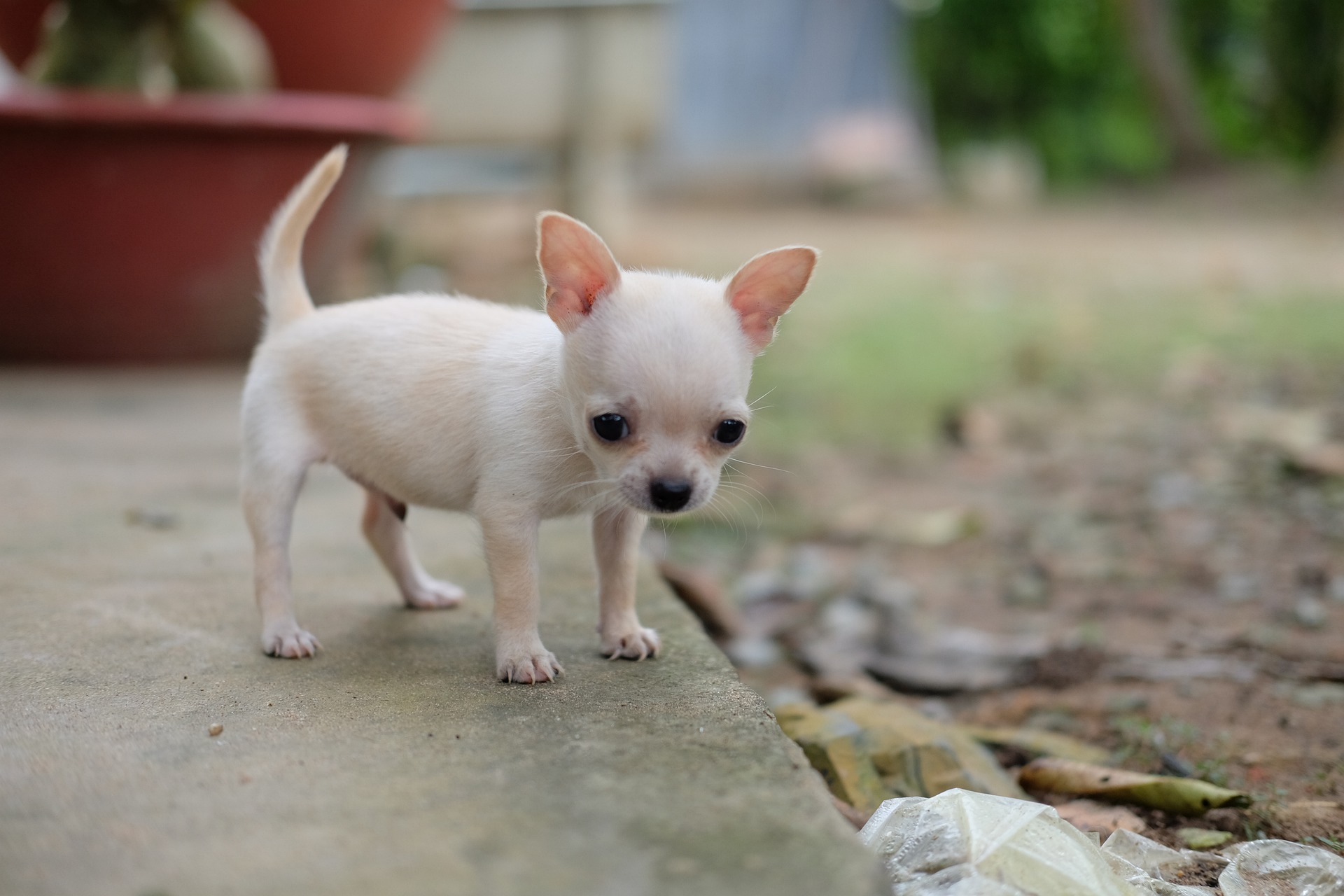 chihuahua-6654269_1920