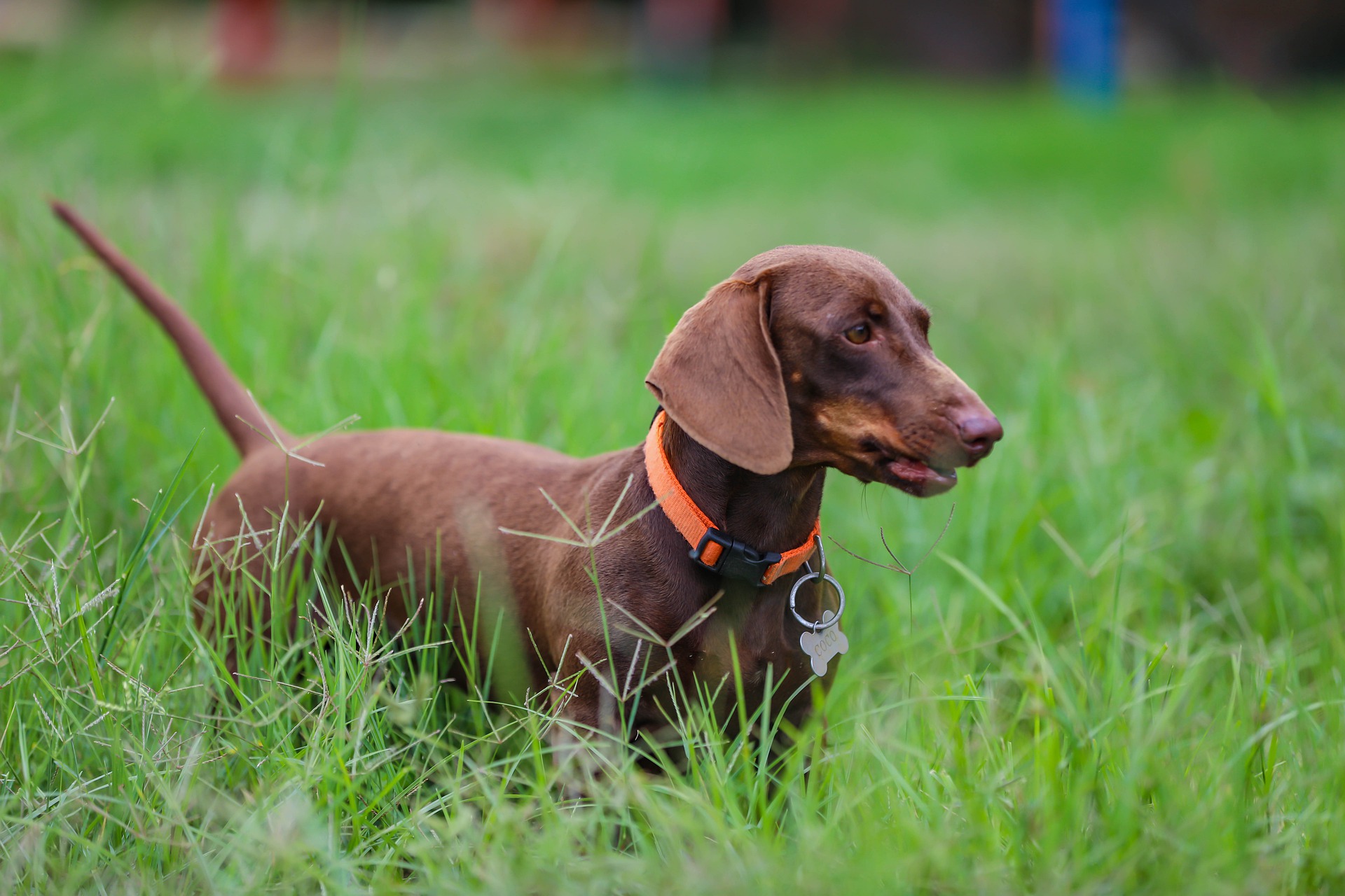 dachshund-6934445_1920