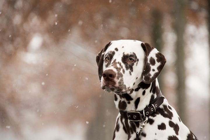 dalmatian-5902405__480
