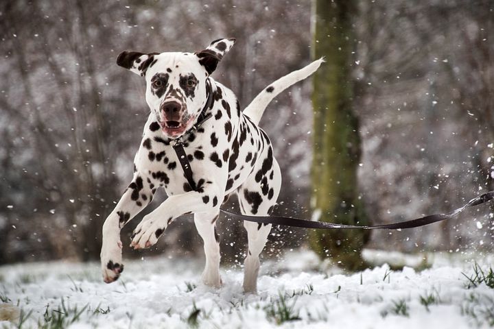 dalmatian-5902406__480