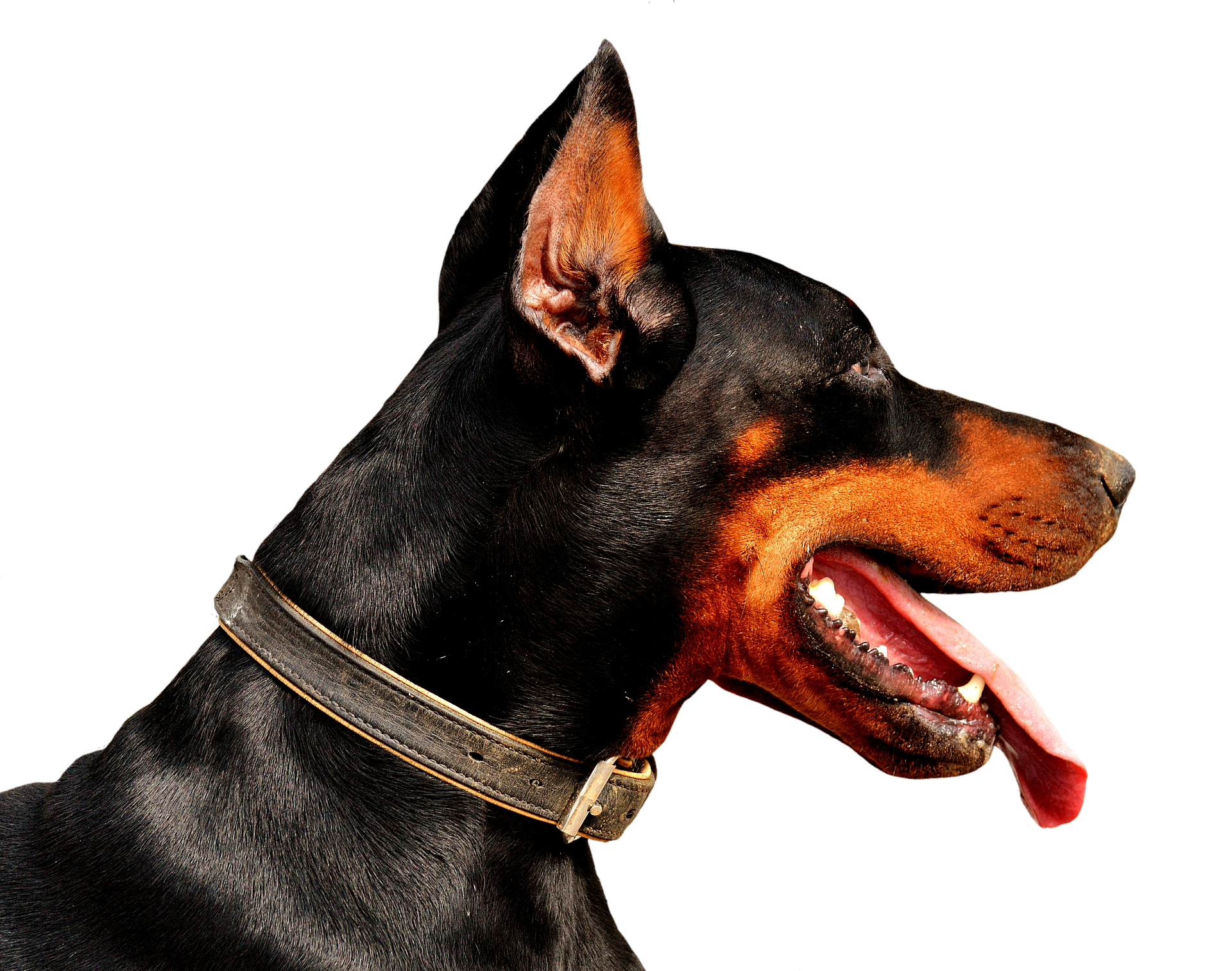 doberman-2743733_1920