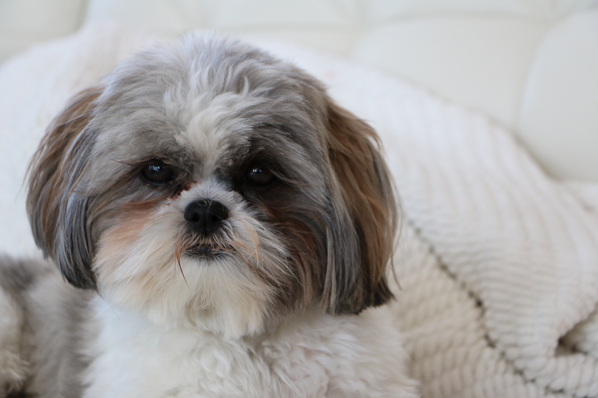 dog-1193114_1920