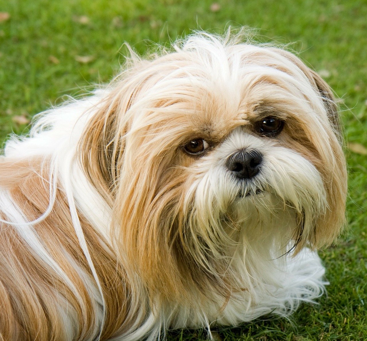 dog-220394_1280