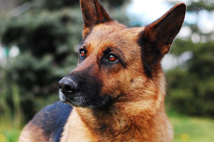 dog-2386814__480