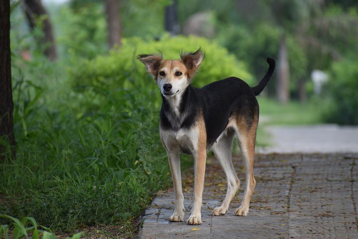 dog-2524814__480