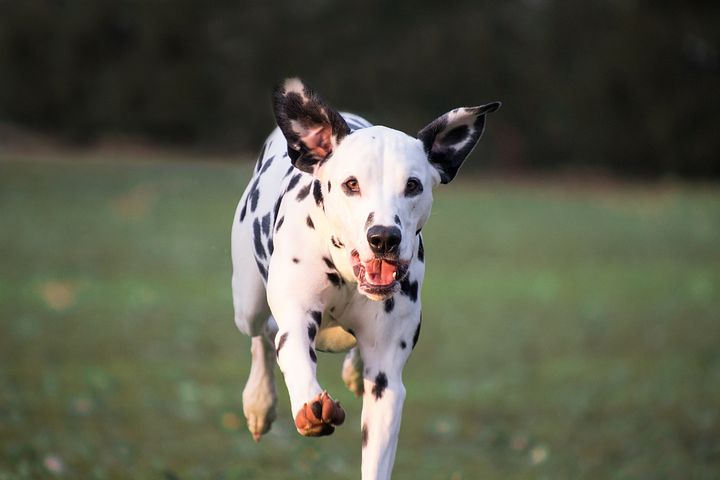 dog-3212456__480