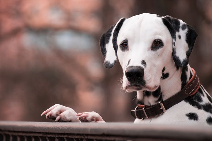dog-3386001__480