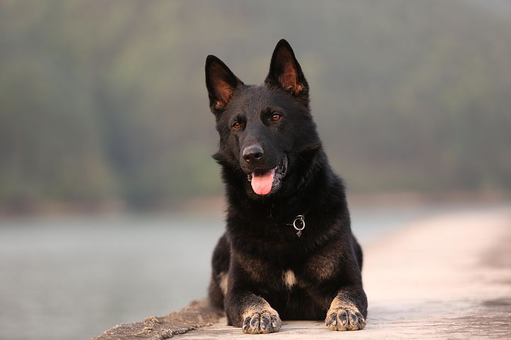 dog-3494478__480