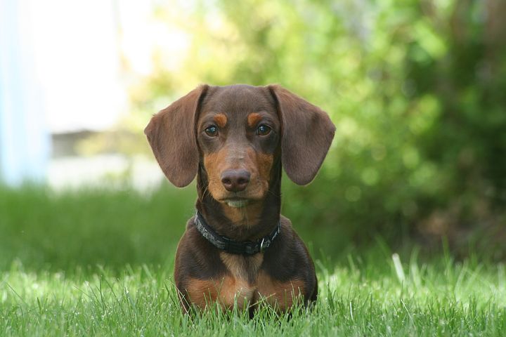 dog-4123618__480