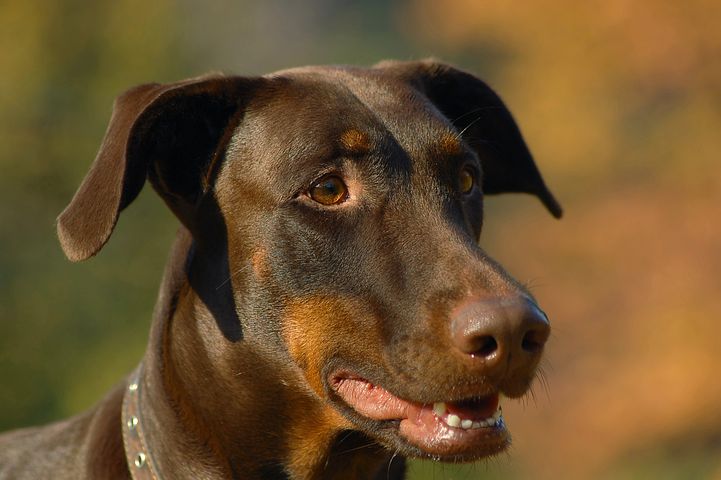 dog-4563378__480