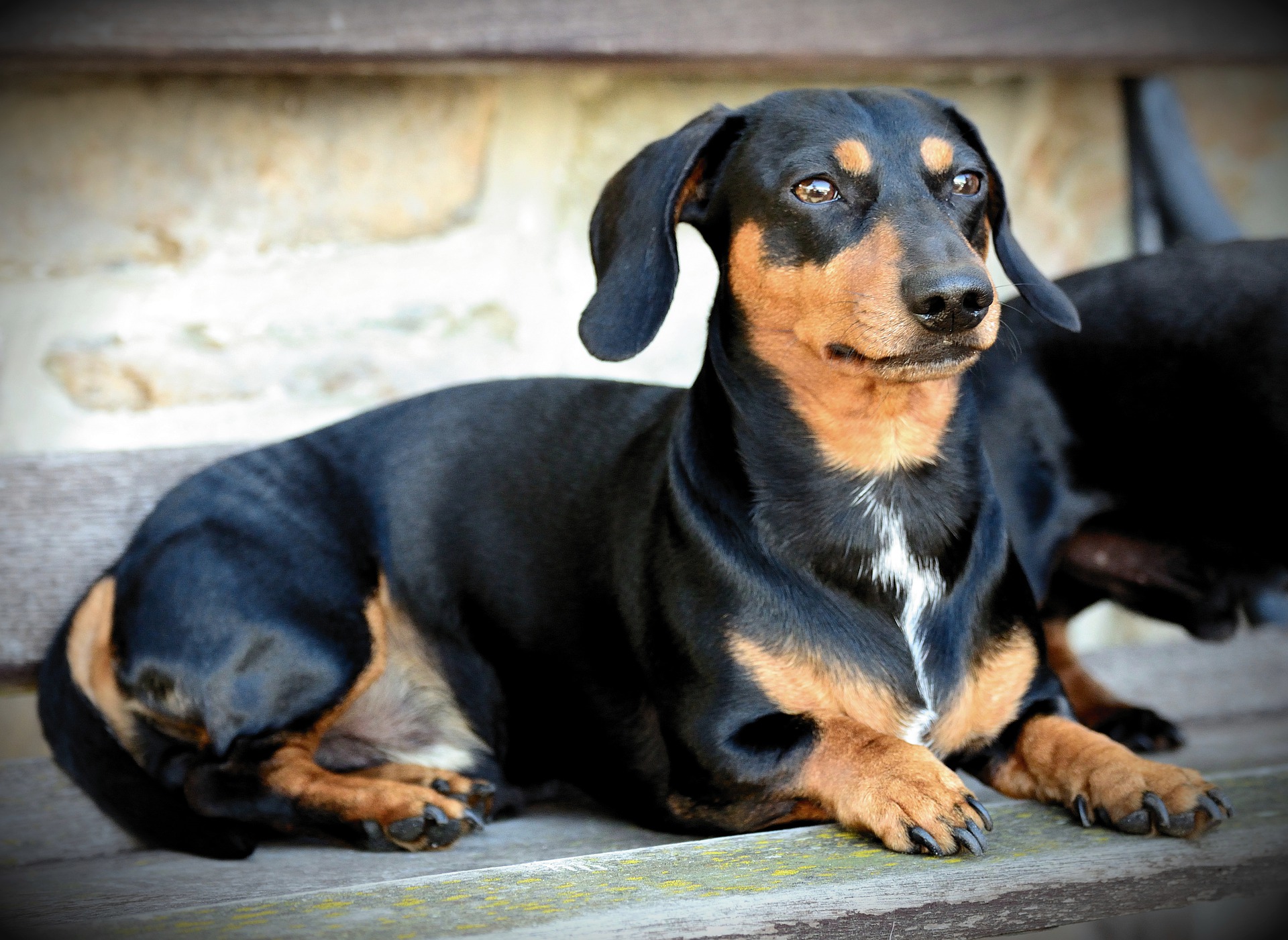 dog-5379499_1920