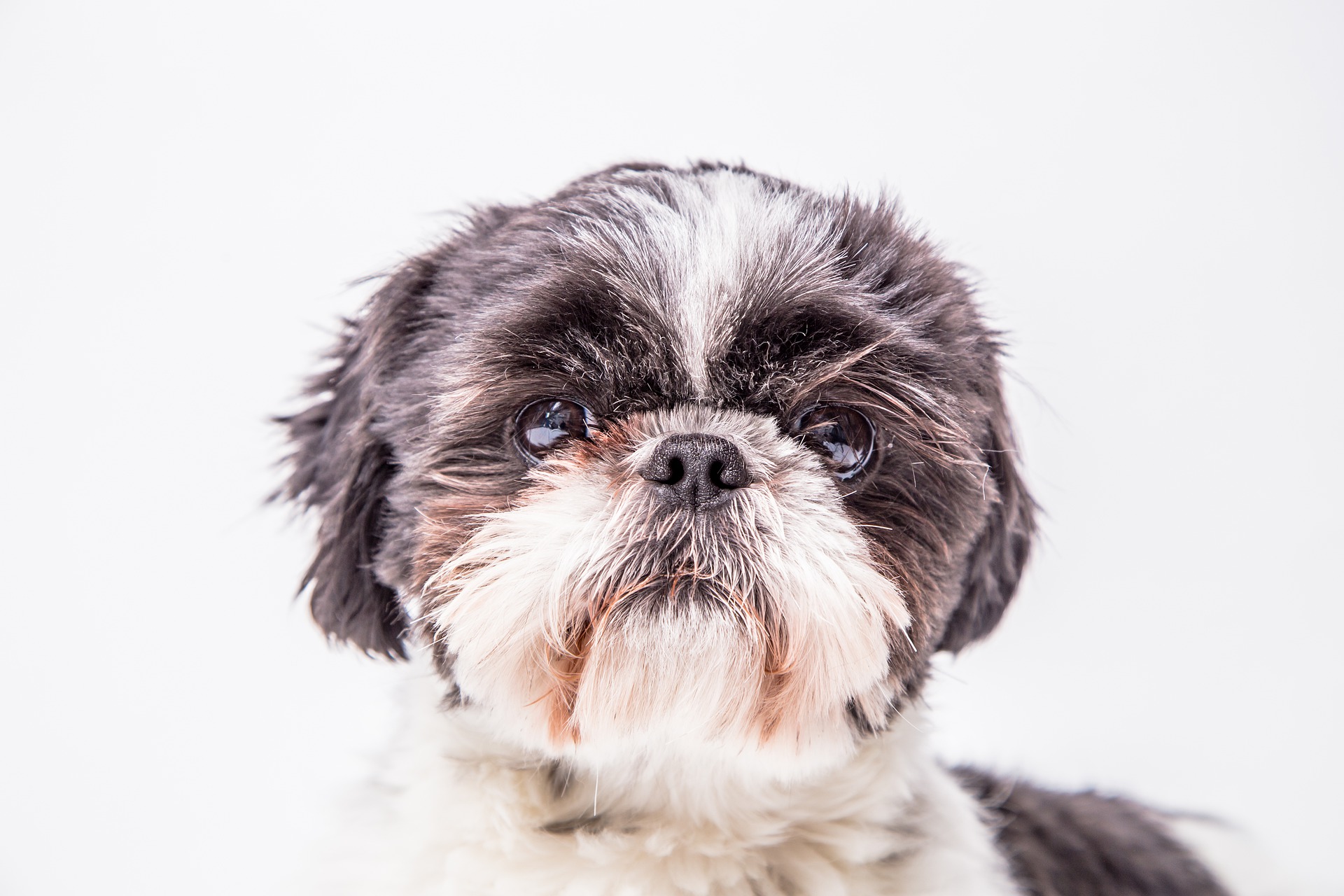 dog-6141728_1920