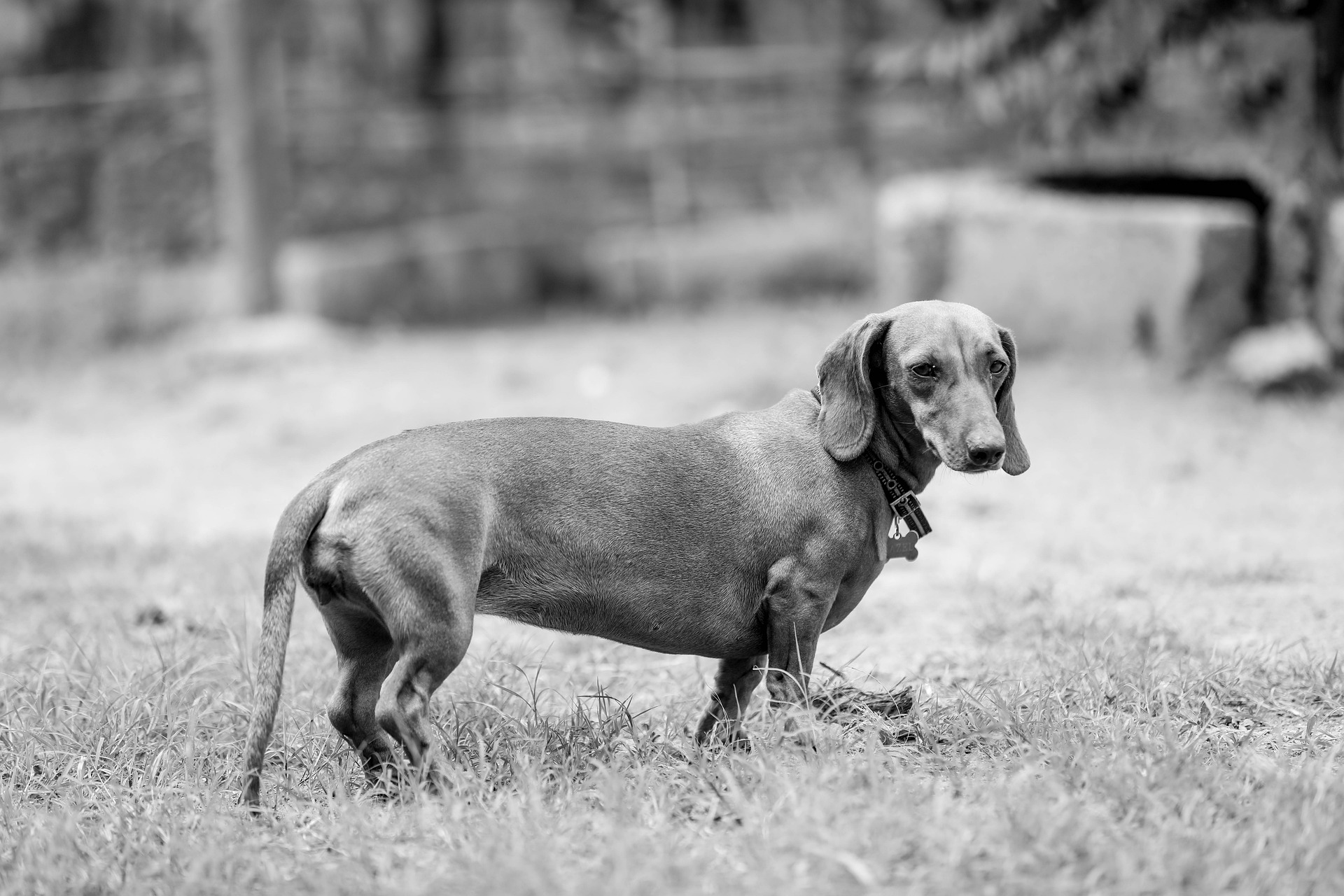 dog-6934435_1920