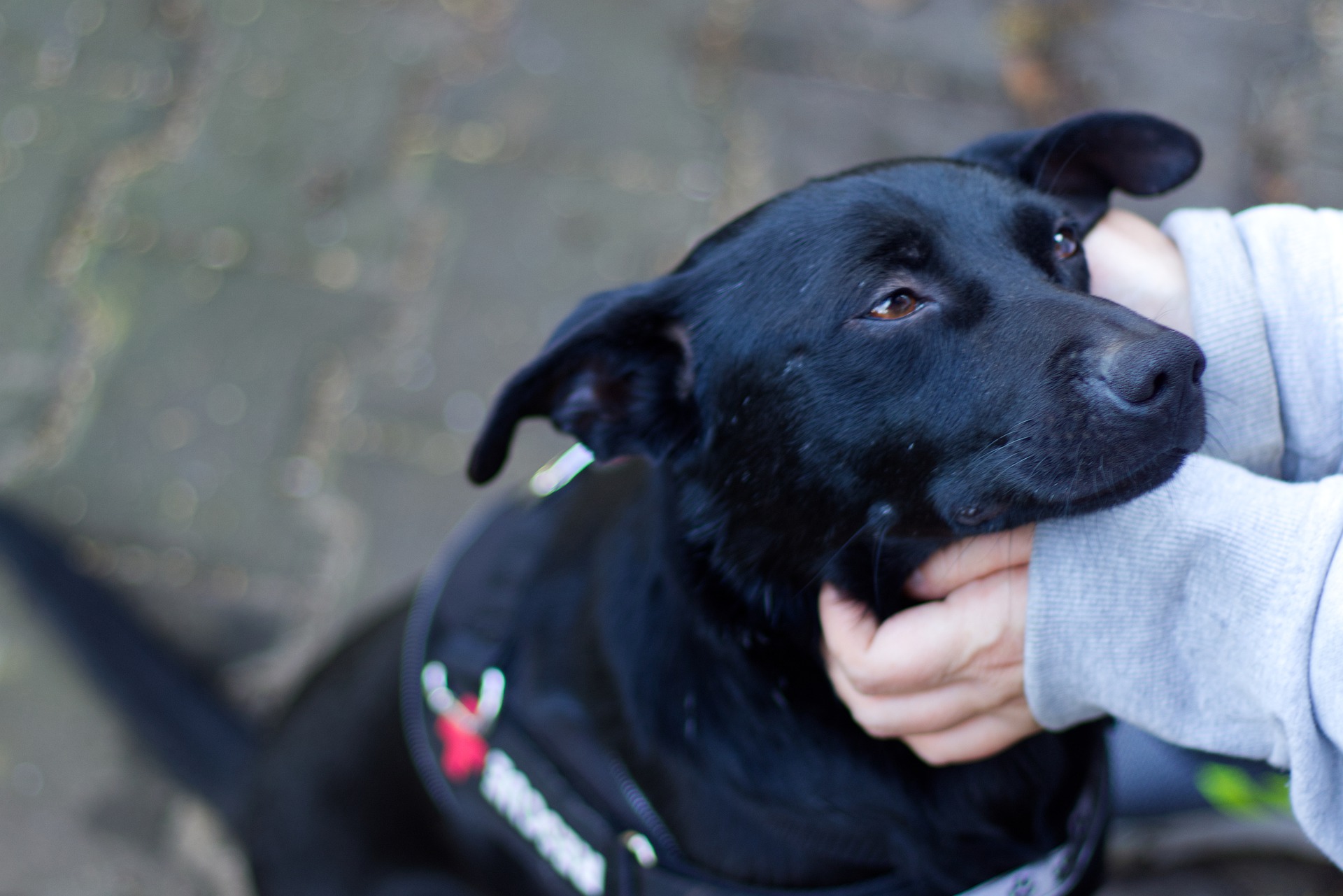 dog-g09ad4f1cc_1920