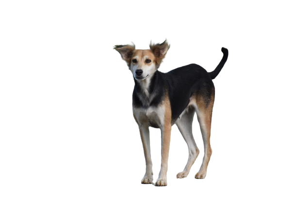 dog-gc3d4be593_1920-removebg-preview