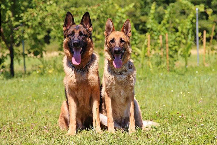 dogs-888415__480