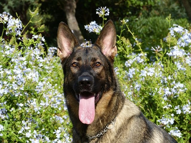 german-shepherd-232393__480