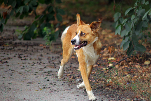 Orange wild dog running in the forest